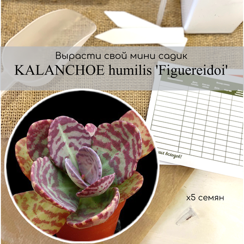   ,      . Kalanchoe humilis Figuereidoi       -     , -, 