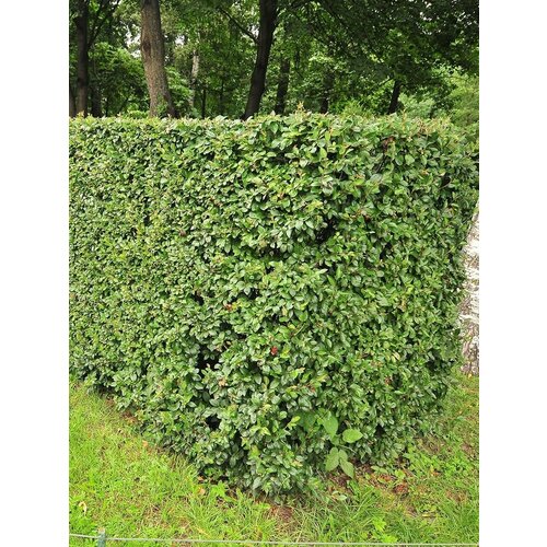     (Cotoneaster lucidus), 90    -     , -, 