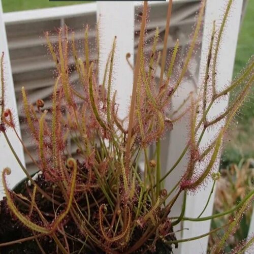        5  (Drosera BINATA sp COROMANDEL),     -     , -, 