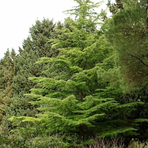      (Cedrus deodara), 25    -     , -, 