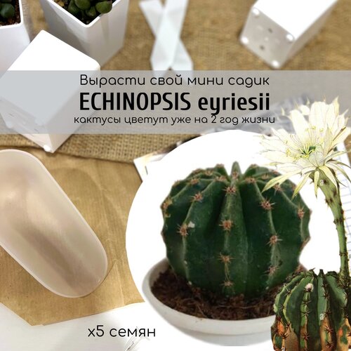    ,       . Echinopsis eyriesii       -     , -, 