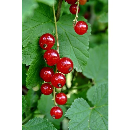    (. Ribes rubrum)  25   -     , -, 