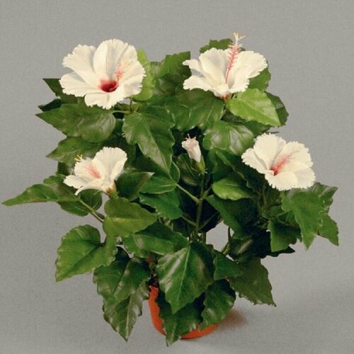    - (Hibiscus MANIHOT),    -     , -, 