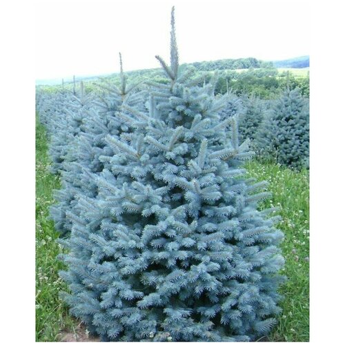      (Picea pungens), 90    -     , -, 