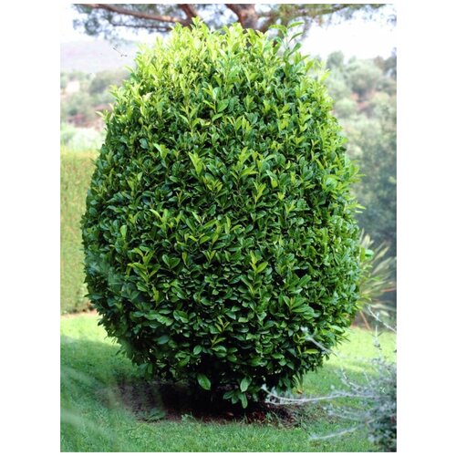     (Laurus nobilis), 5    -     , -, 