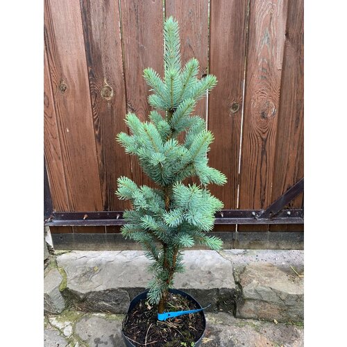         5 Picea pungens ' Blue Totem'   -     , -, 