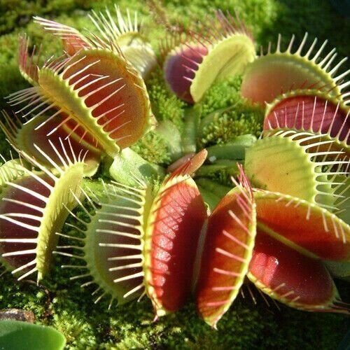     3,   (Dionaea muscipula)   -     , -, 