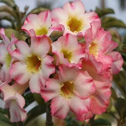  , Adenium Obesum Desert Rose GOLDEN GIRL, ,    -     , -, 