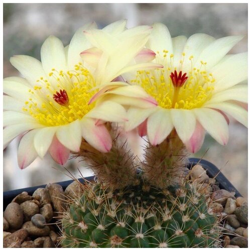      Notocactus concinnus 10 .   -     , -, 