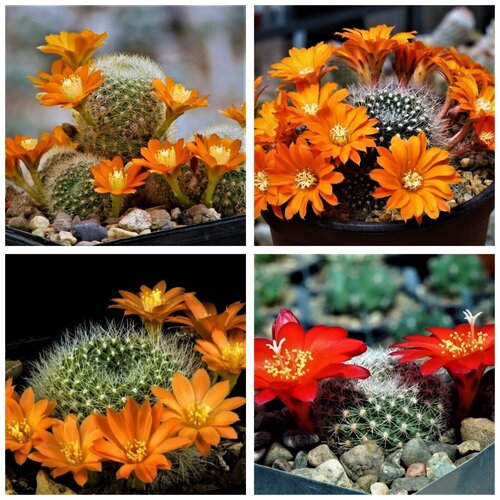      Rebutia mix 10 .   -     , -, 