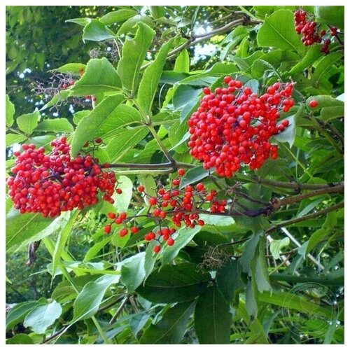    (. Sambucus miquelii)  20   -     , -, 