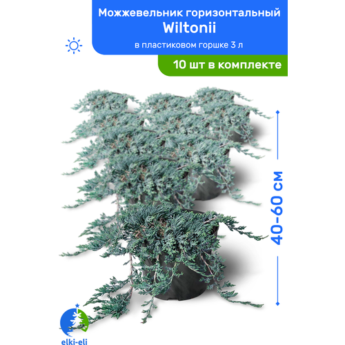    Wiltonii () 40-60     3 , ,   ,   10    -     , -, 