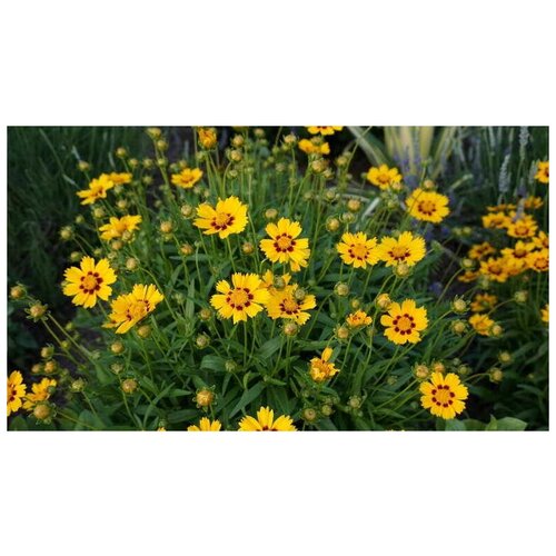    (. Coreopsis lanceolata)  50   -     , -, 