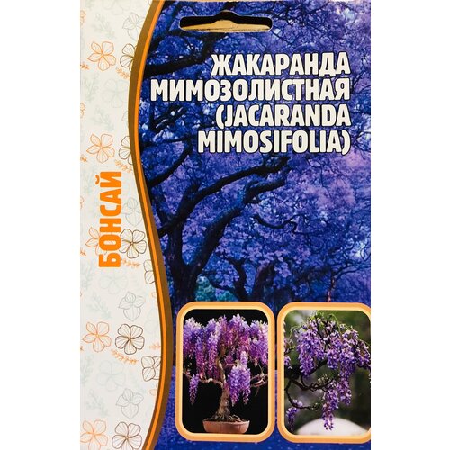     (Jacaranda mimosifolia) (5 )   -     , -, 