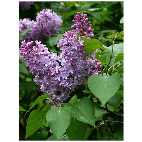     (Syringa vulgaris), 25    -     , -, 