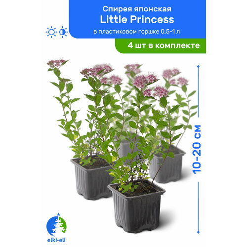    Little Princess ( ) 10-20     0,5-1 , ,   ,   4    -     , -, 