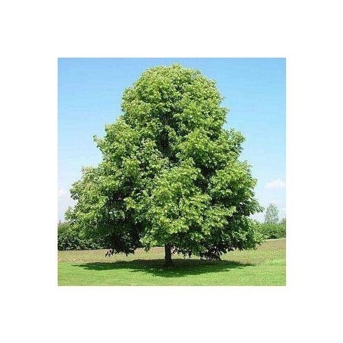    (. Tilia cordata)  50   -     , -, 