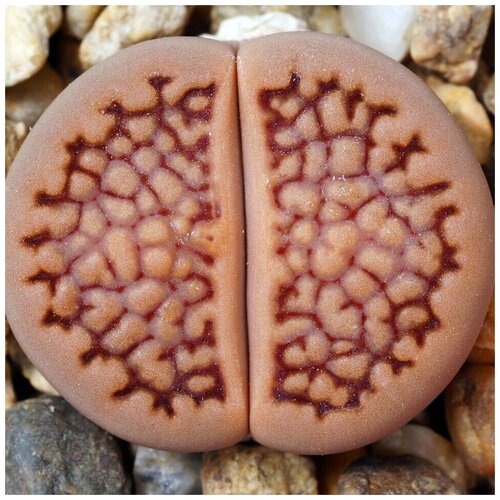      Lithops hallii C 158 10 .   -     , -, 