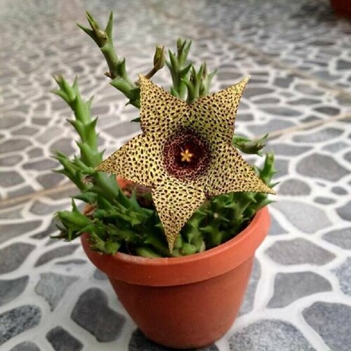    (Stapelia VARIEGATA Orbea), ,    -     , -, 