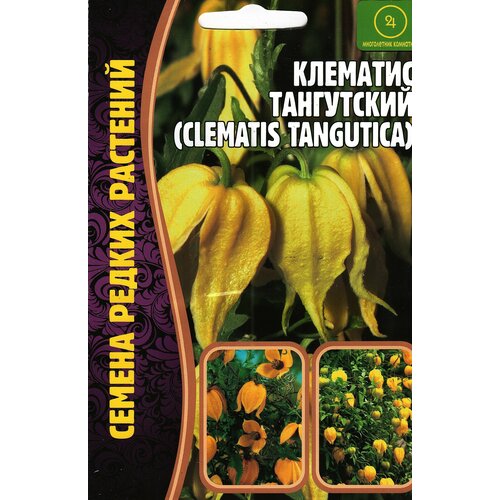   , clematis tangutica,  ,   ( 1 : 10  )   -     , -, 