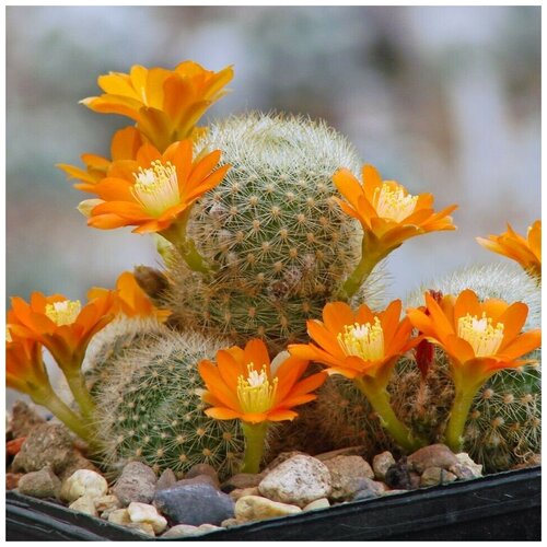      Rebutia archibuiningiana L-404 10 .   -     , -, 