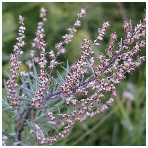    (. Artemisia absinthium)  250   -     , -, 