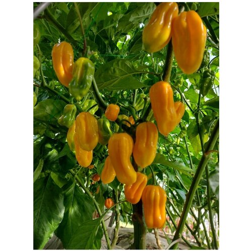     Habanero yellow ( ), 5    -     , -, 