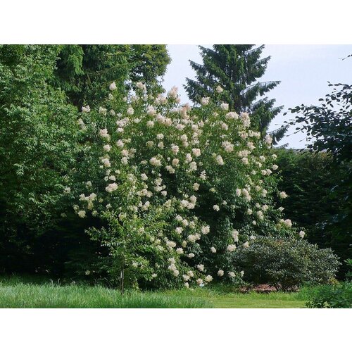    (. Syringa pekinensis)  15   -     , -, 