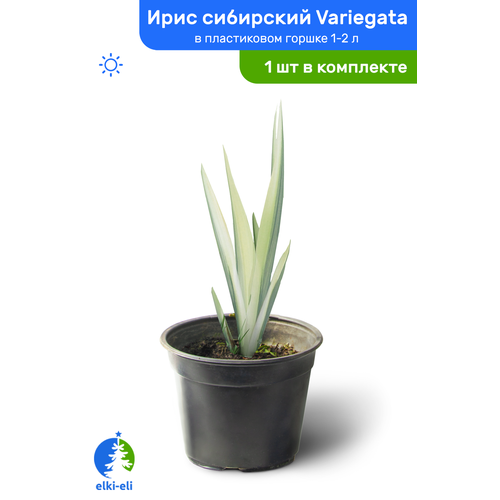    Variegata ()    1-2 , ,      -     , -, 