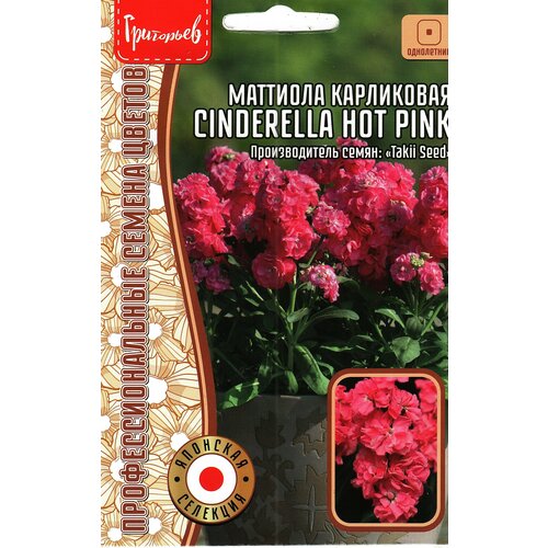     CINDERELLA HOT PINK ( 1 : 5  )   -     , -, 