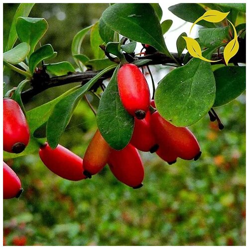    - (. Berberis vulgaris)  25    -     , -, 