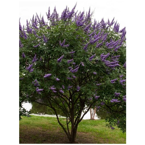     () / Vitex agnus-castus, 25    -     , -, 