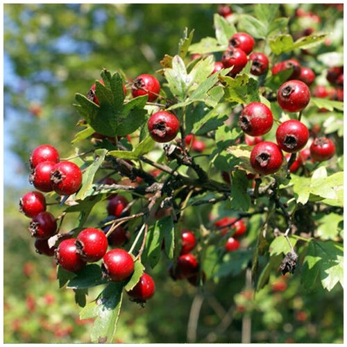    (. Crataegus altaica)  15   -     , -, 