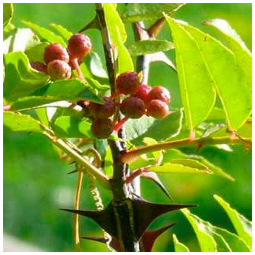   ( . Zanthoxylum Alatum )  15   -     , -, 