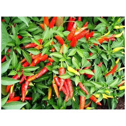    (. Kelp Pepper)  15   -     , -, 