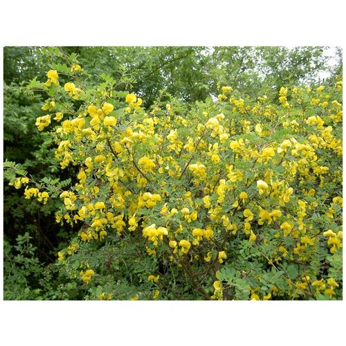    -   - - - (. Colutea arborescens)  15   -     , -, 