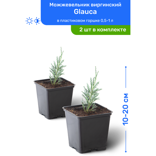    Glauca 10-20     0,5-1 , ,   ,   2    -     , -, 