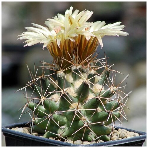      Coryphantha scheeri SB-843 10 .   -     , -, 