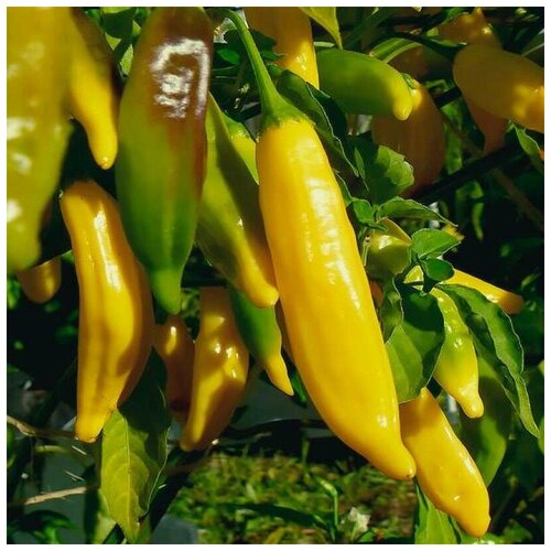      Aji Lemon 5 .   -     , -, 