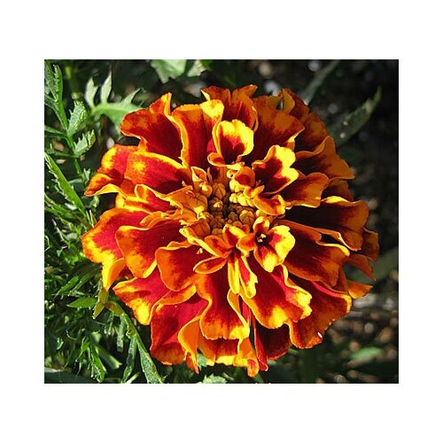    (. Tagetes)  50   -     , -, 