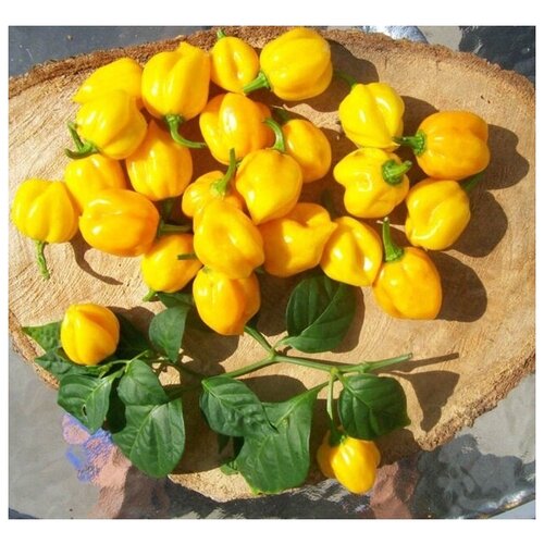    Scotch Bonnet Yellow (. Capsicum Chinense Scotch Bonnet)  5   -     , -, 