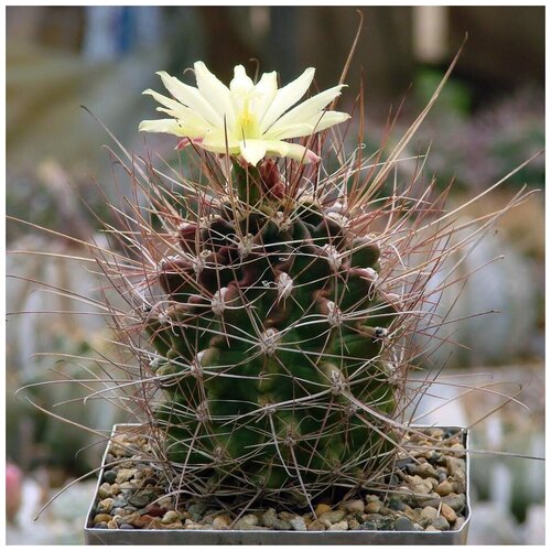      Hamatocactus longihamatus 10 .   -     , -, 