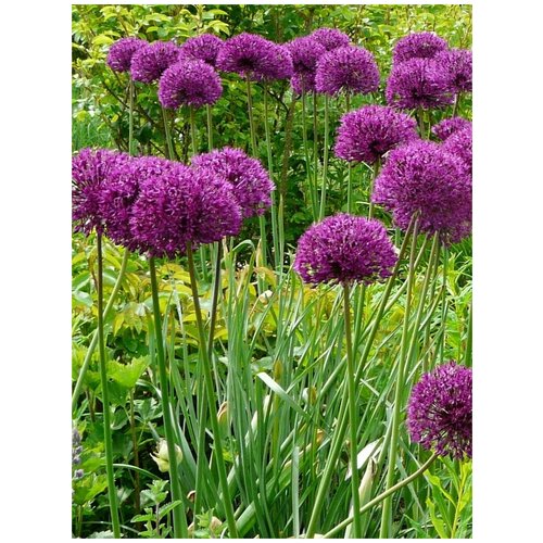       (Allium purple), 30    -     , -, 