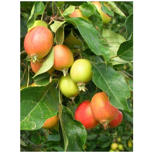     (Malus sylvestris), 25    -     , -, 