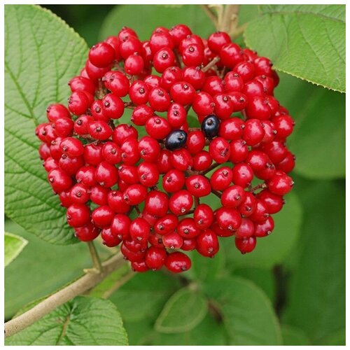    (. Viburnum lantana)  25   -     , -, 