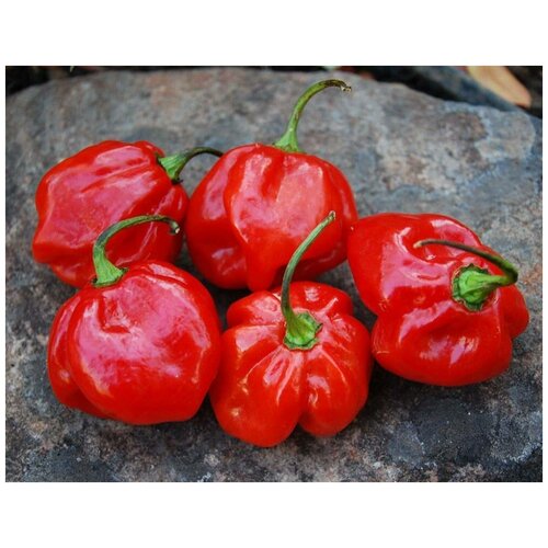     (. Jamaican Red Pepper )  5   -     , -, 