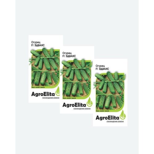     F1, 10, AgroElita, Bejo(3 )   -     , -, 