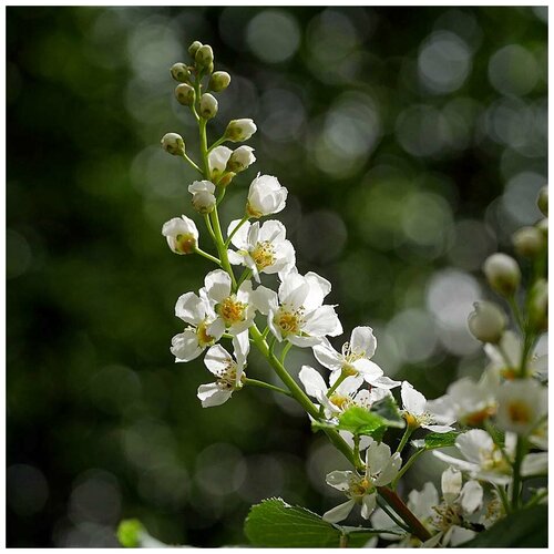    (. Prunus padus)  15   -     , -, 