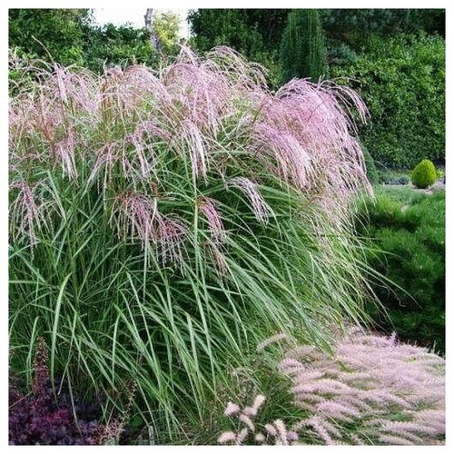    (. Miscanthus sinensis)  25   -     , -, 