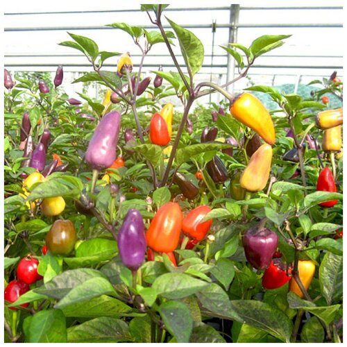      Ecuador purple 5 .   -     , -, 